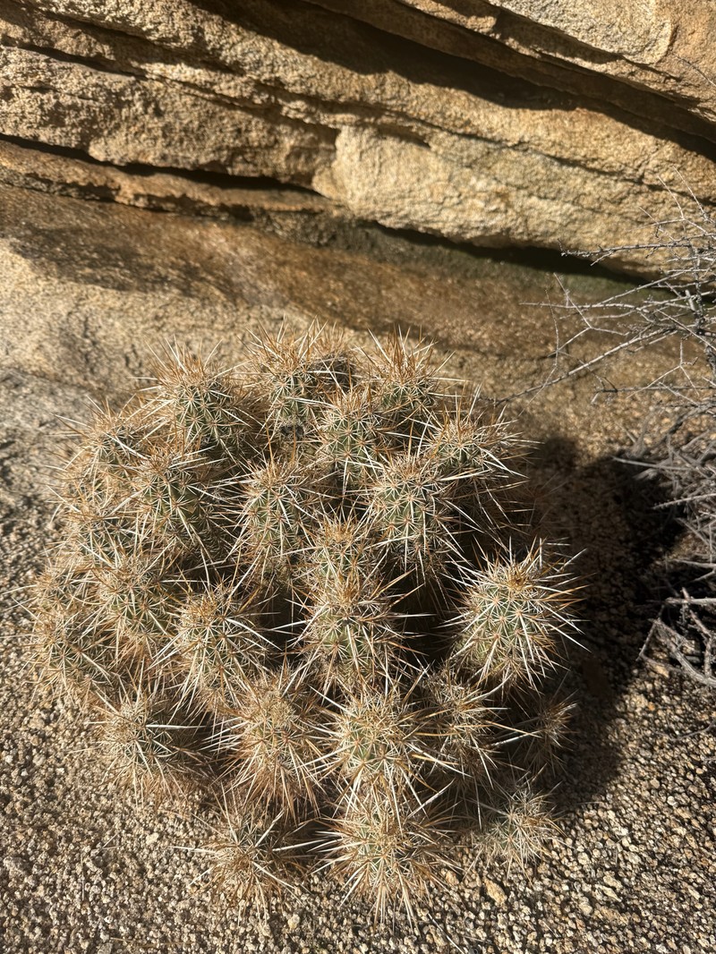 Echinocereus engelmannii subsp. engelmannii photo 8