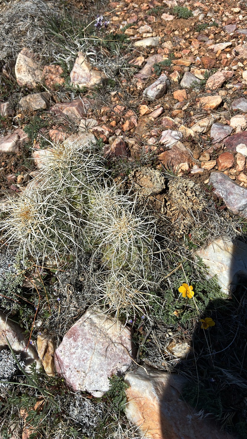 Echinocereus engelmannii subsp. magnursensis