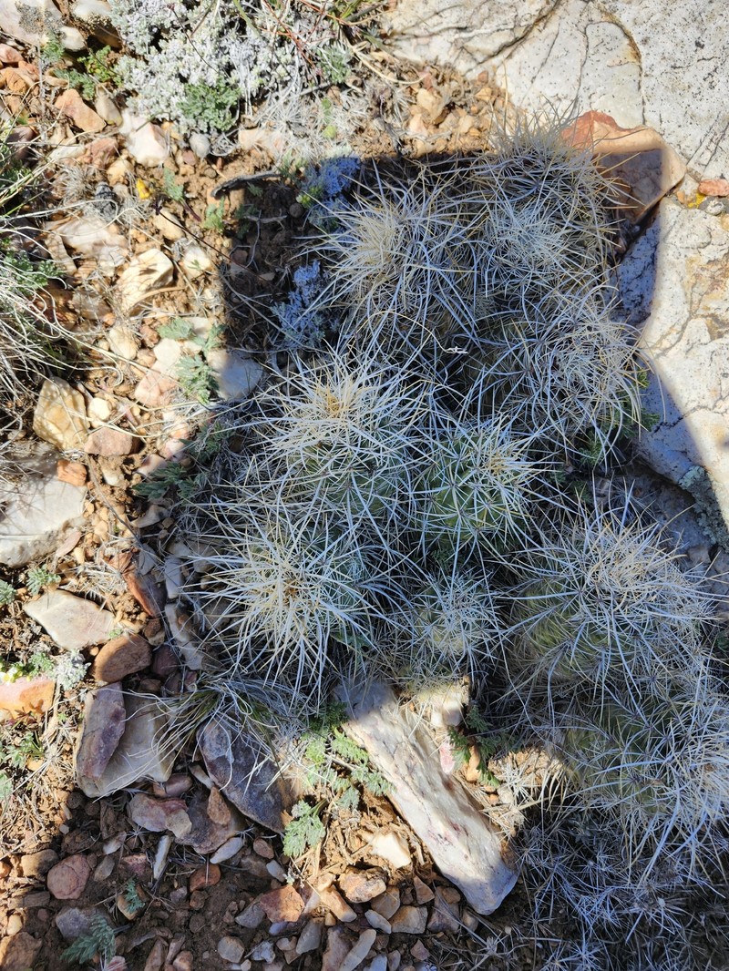 Echinocereus engelmannii subsp. magnursensis photo 2