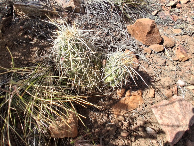 Echinocereus engelmannii subsp. magnursensis photo 3