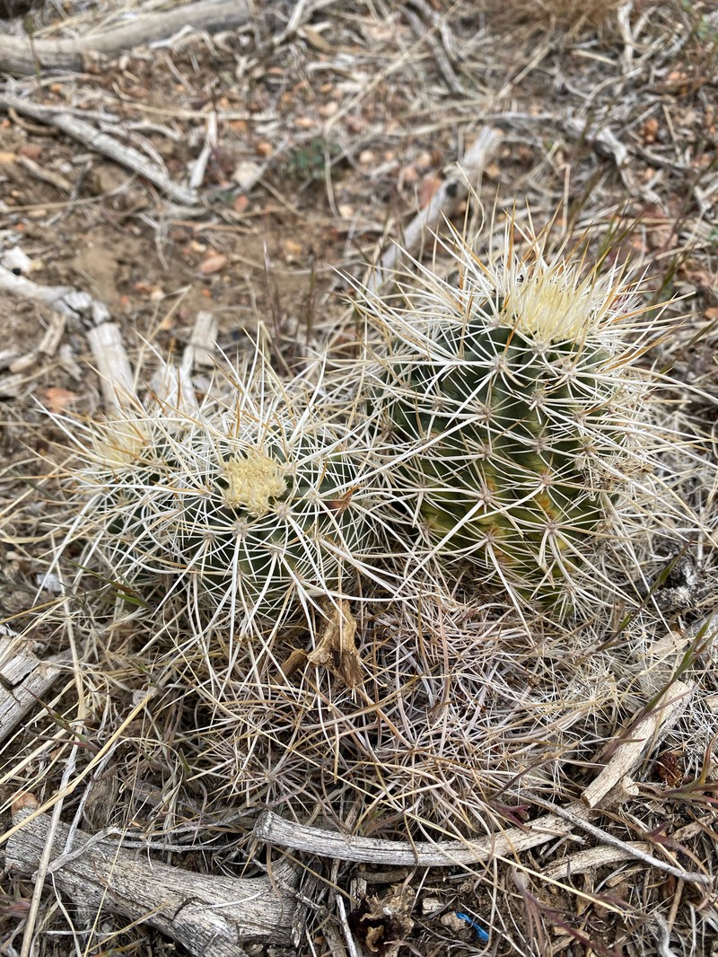 Echinocereus engelmannii subsp. magnursensis photo 4
