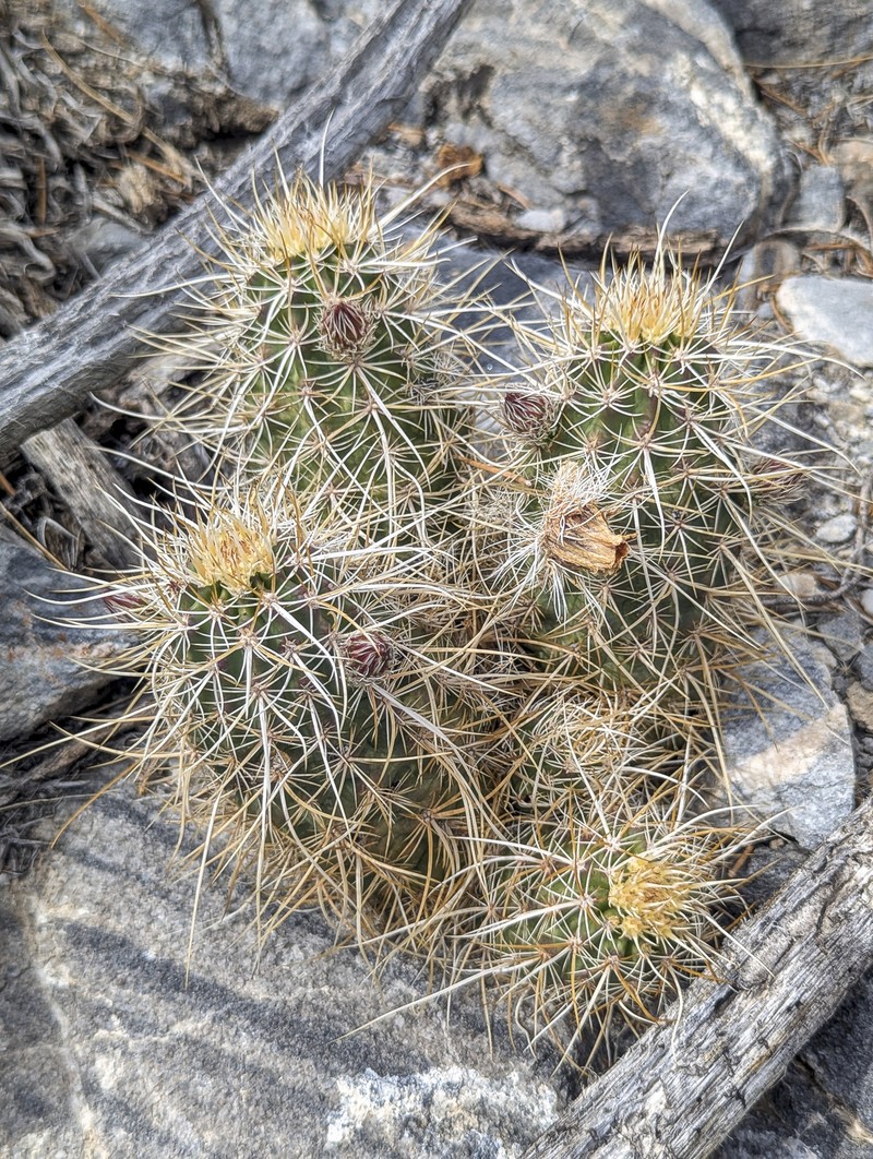 Echinocereus engelmannii subsp. magnursensis photo 5