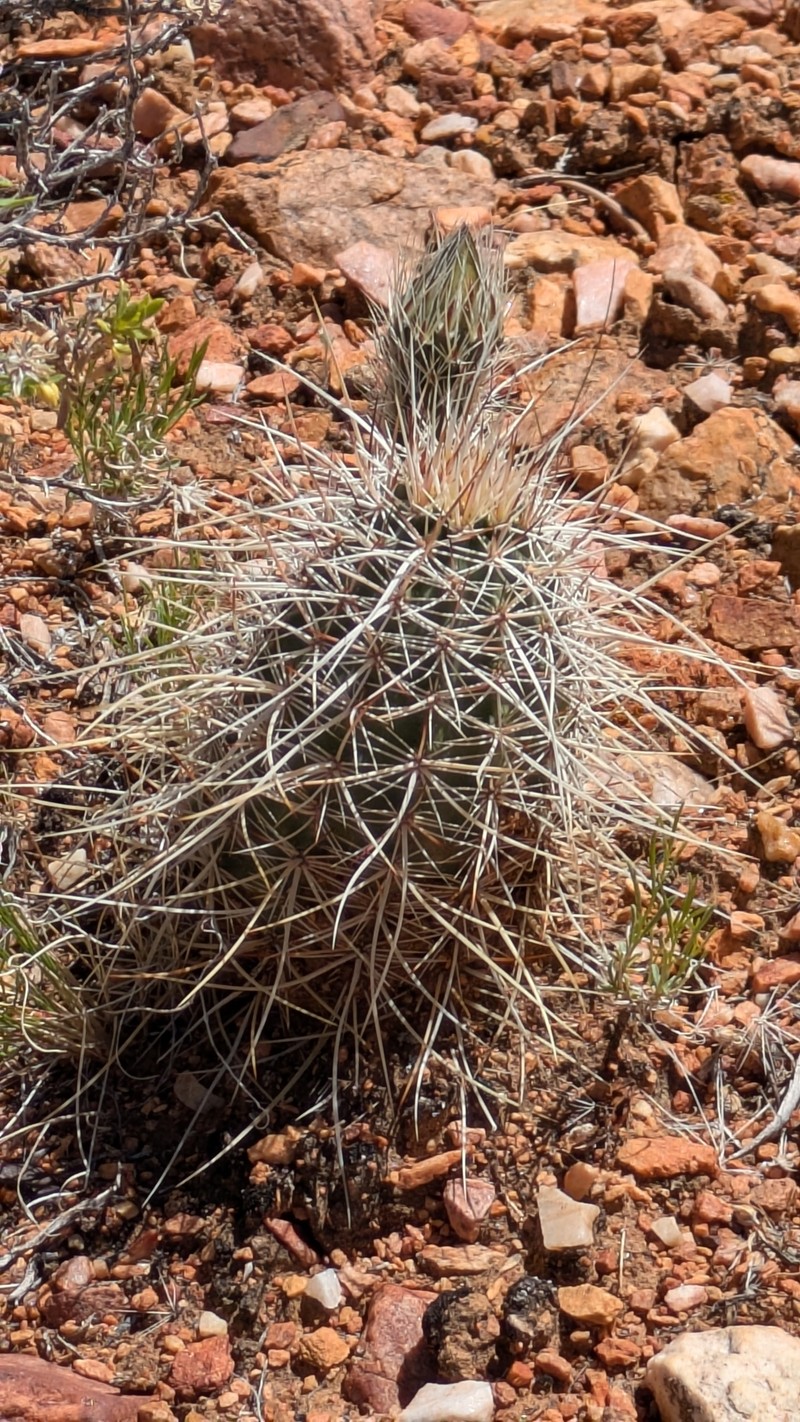 Echinocereus engelmannii subsp. magnursensis photo 6