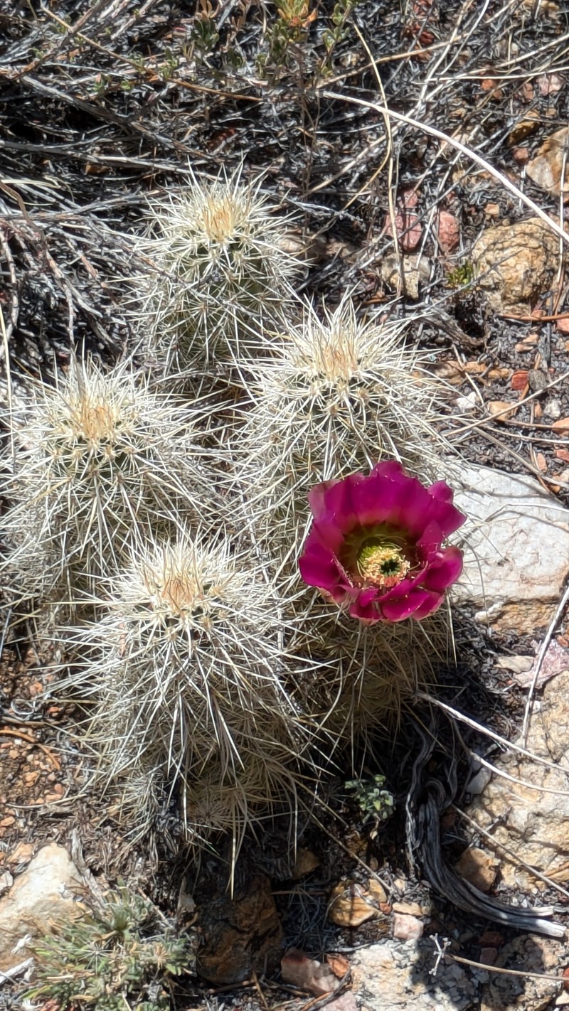 Echinocereus engelmannii subsp. magnursensis photo 7