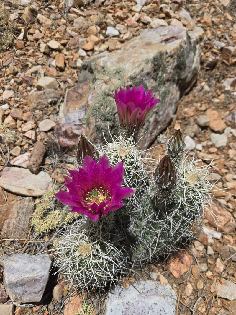 Echinocereus engelmannii subsp. magnursensis photo 8
