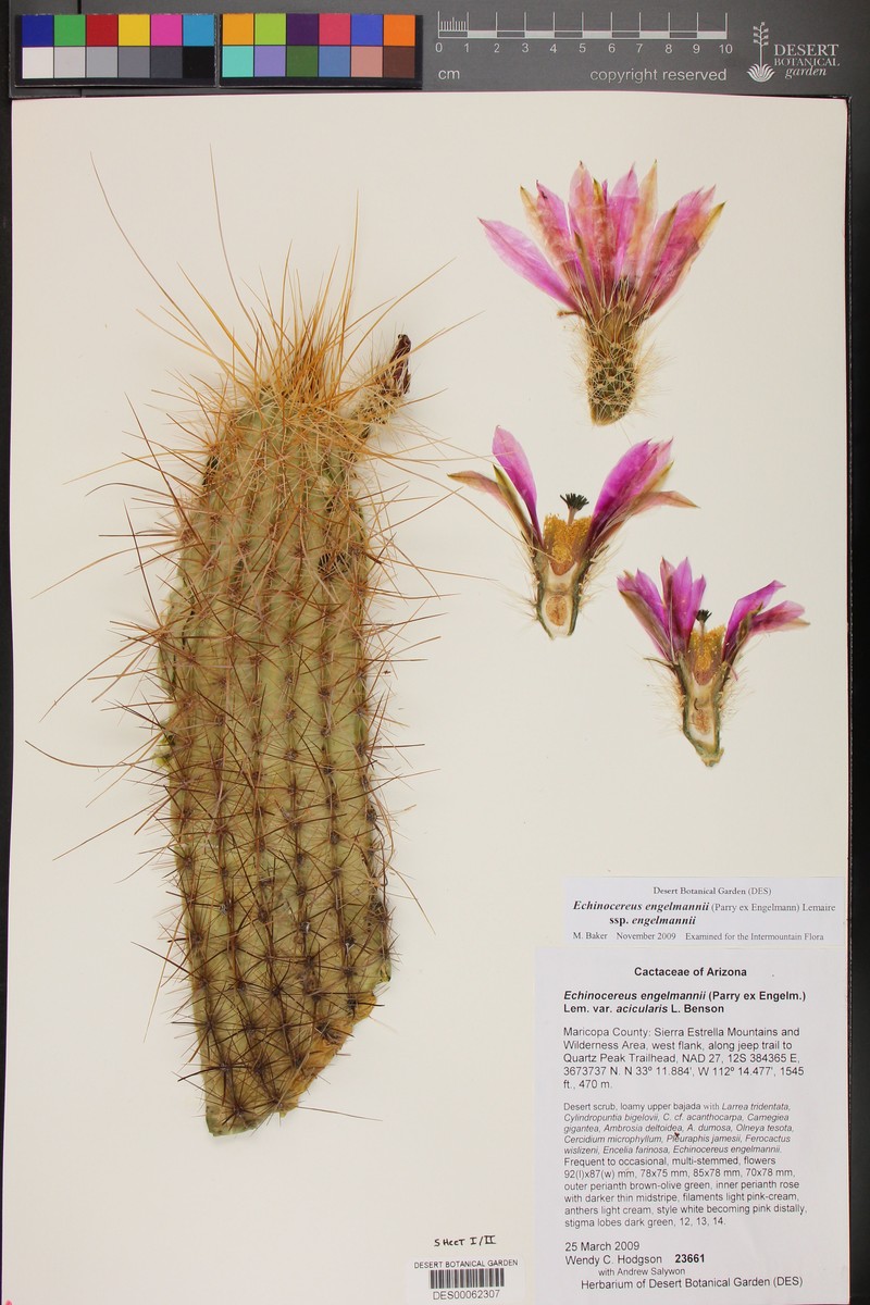 Echinocereus engelmannii var. acicularis