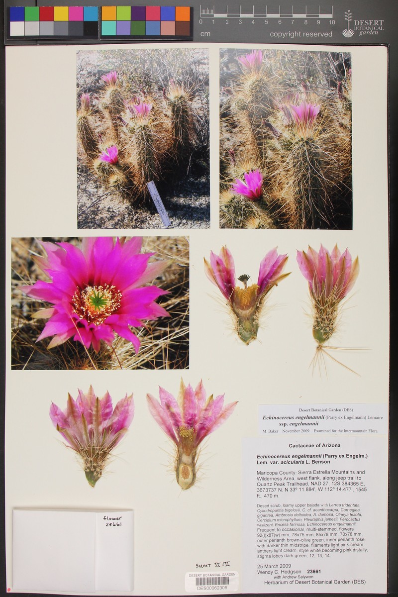 Echinocereus engelmannii var. acicularis photo 2