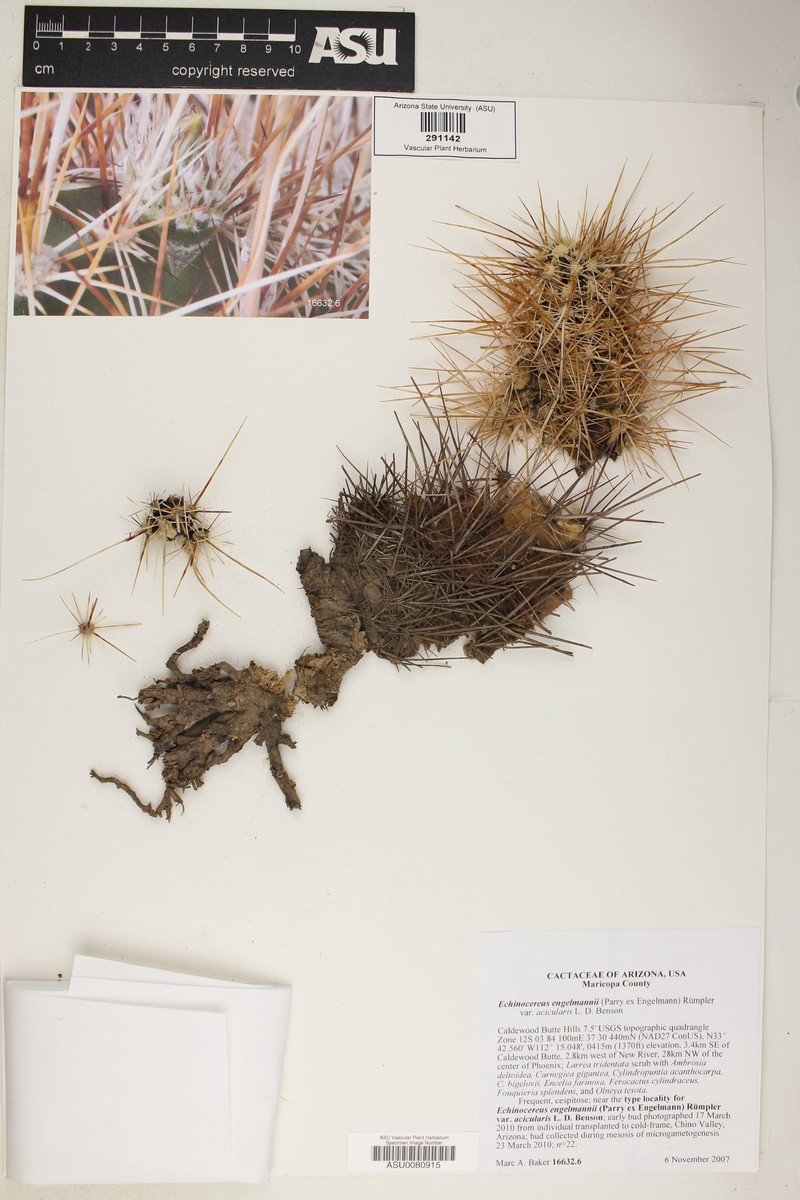 Echinocereus engelmannii var. acicularis photo 3