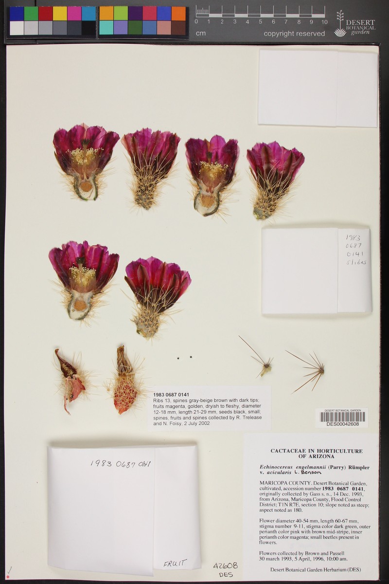 Echinocereus engelmannii var. acicularis photo 4