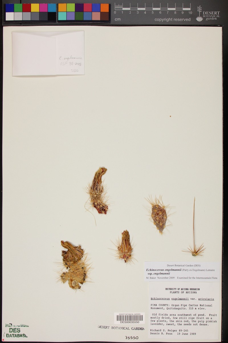 Echinocereus engelmannii var. acicularis photo 5