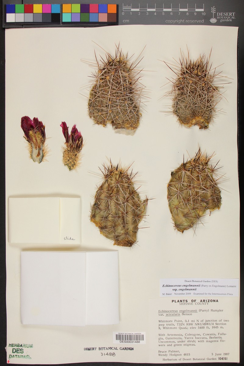 Echinocereus engelmannii var. acicularis photo 6