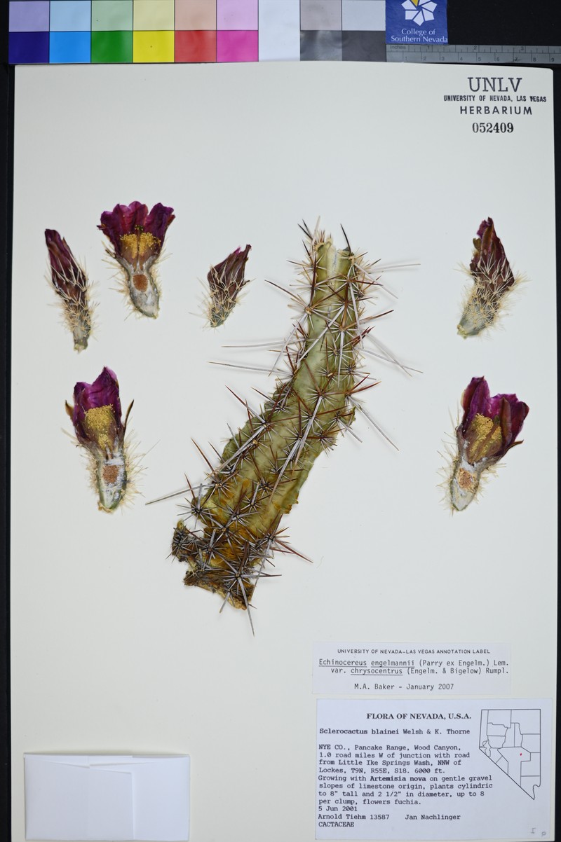 Echinocereus engelmannii var. chrysocentrus