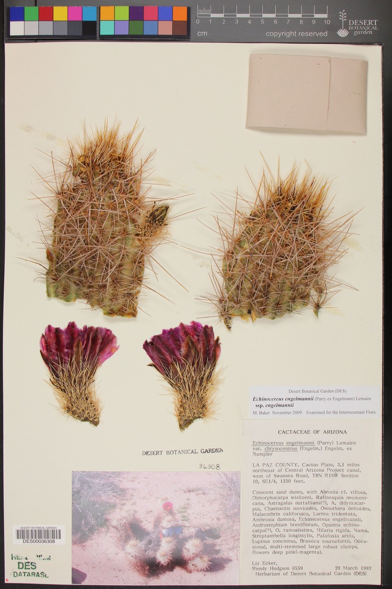 Echinocereus engelmannii var. chrysocentrus photo 2