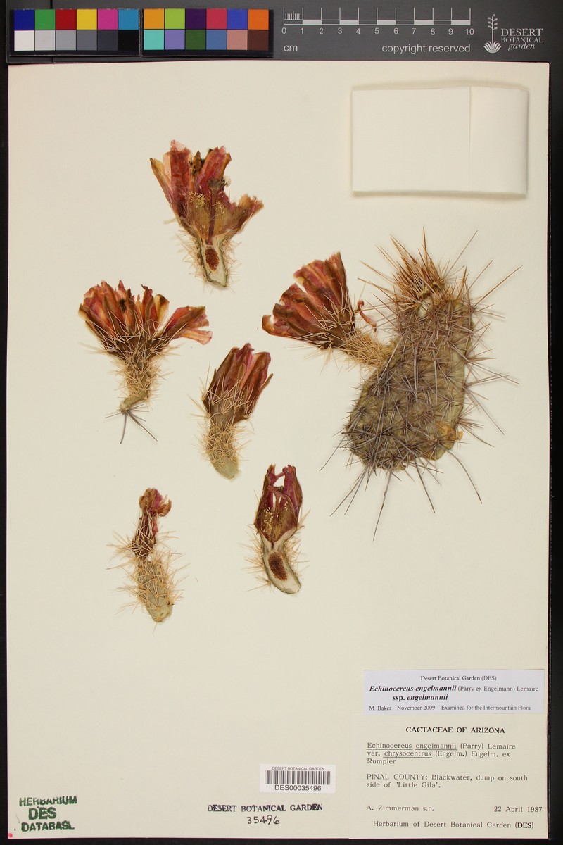 Echinocereus engelmannii var. chrysocentrus photo 3