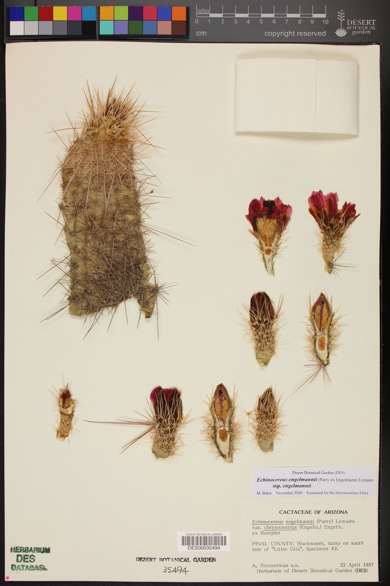 Echinocereus engelmannii var. chrysocentrus photo 4