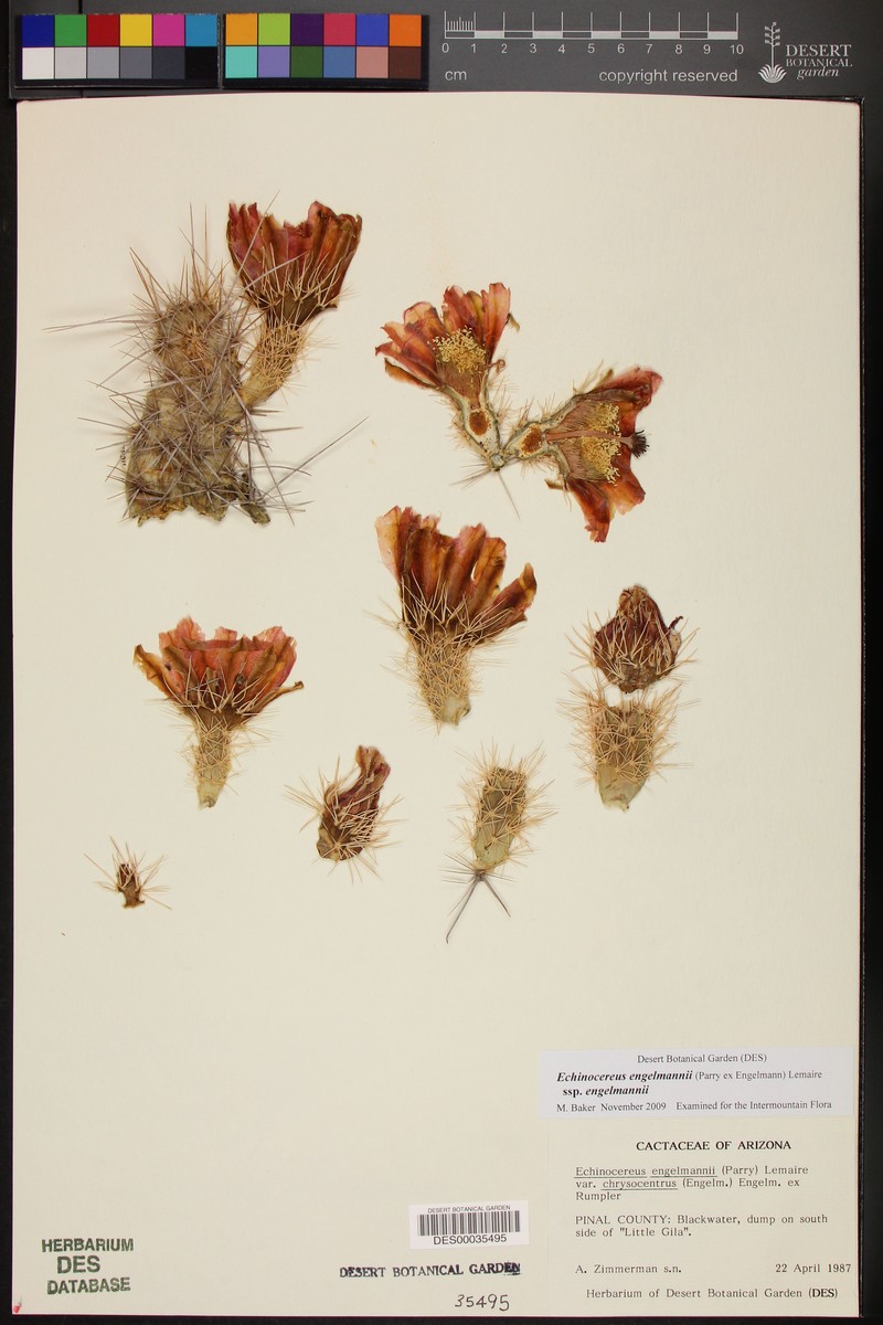 Echinocereus engelmannii var. chrysocentrus photo 5