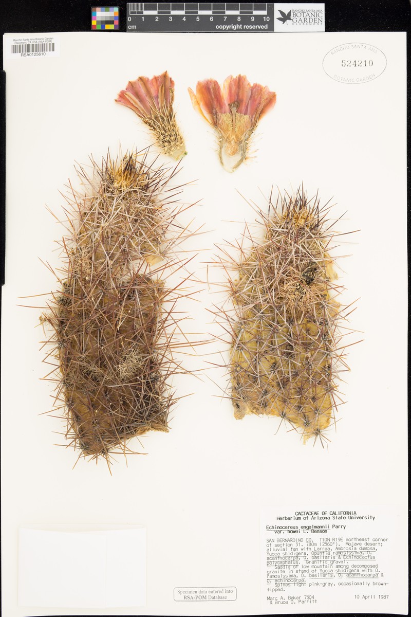 Echinocereus engelmannii var. howei