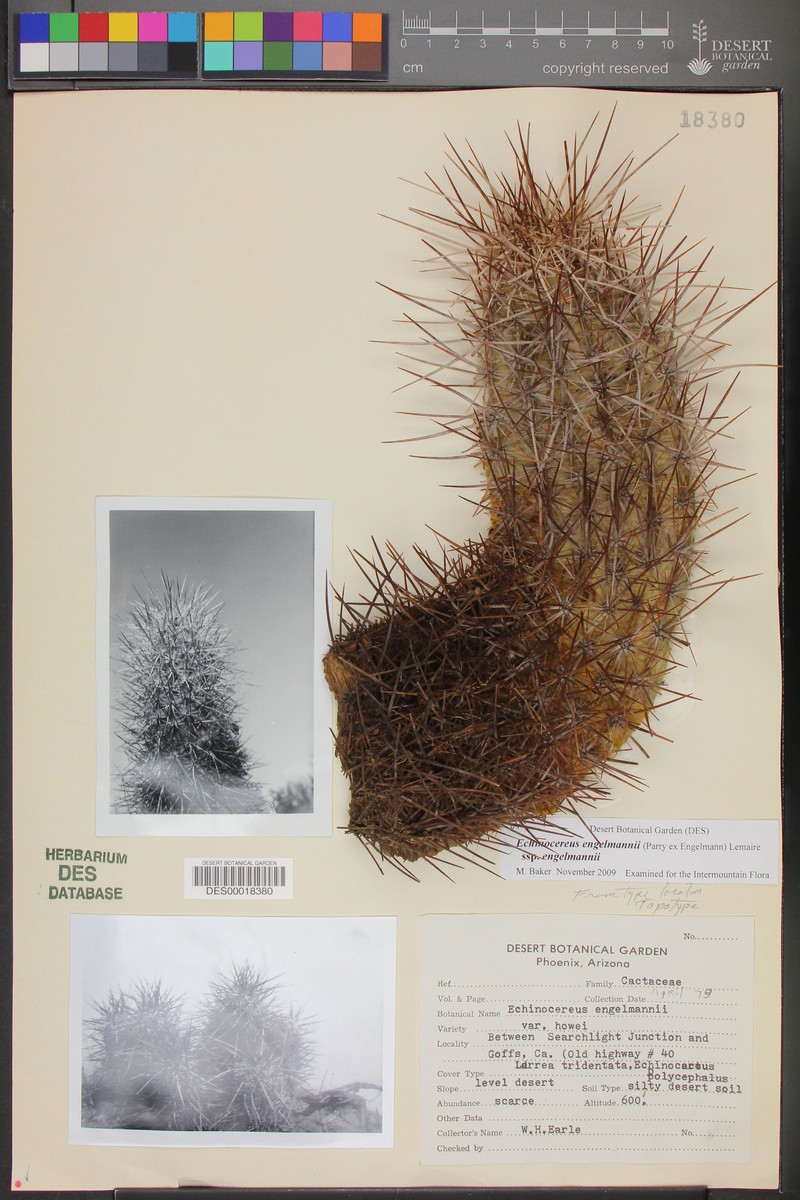Echinocereus engelmannii var. howei photo 2