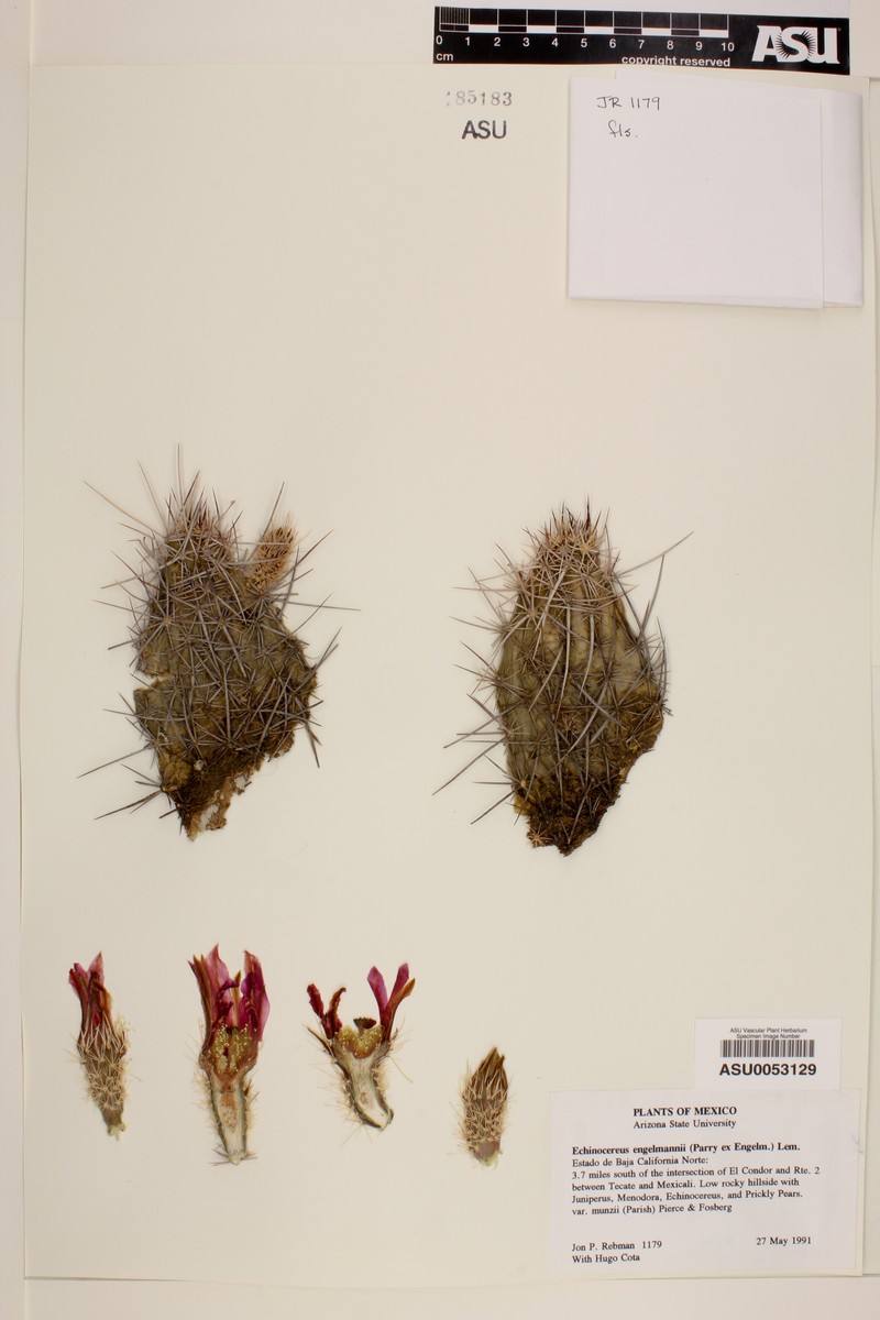 Echinocereus engelmannii var. munzii