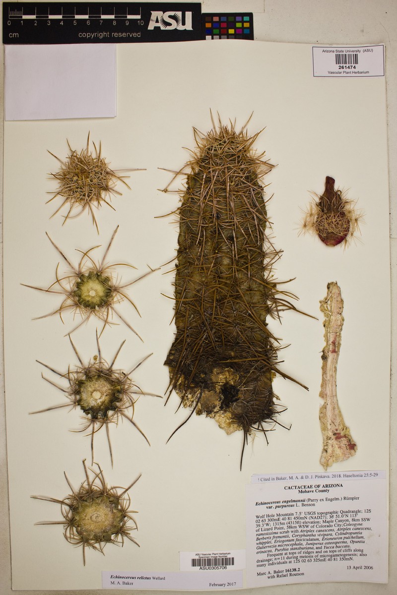 Echinocereus engelmannii var. purpureus