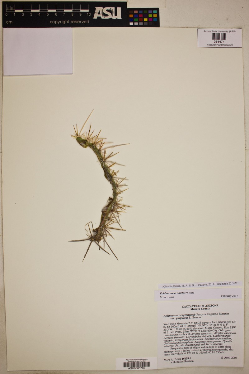 Echinocereus engelmannii var. purpureus photo 2