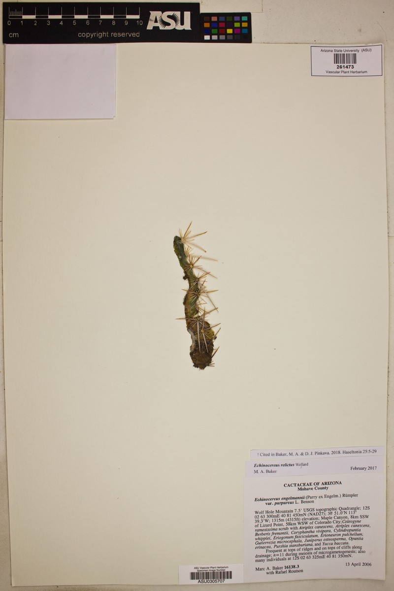Echinocereus engelmannii var. purpureus photo 3