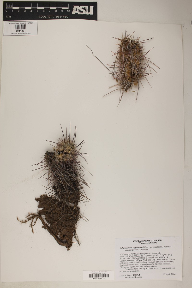 Echinocereus engelmannii var. purpureus photo 4