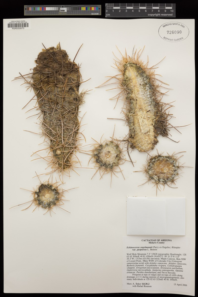 Echinocereus engelmannii var. purpureus photo 5