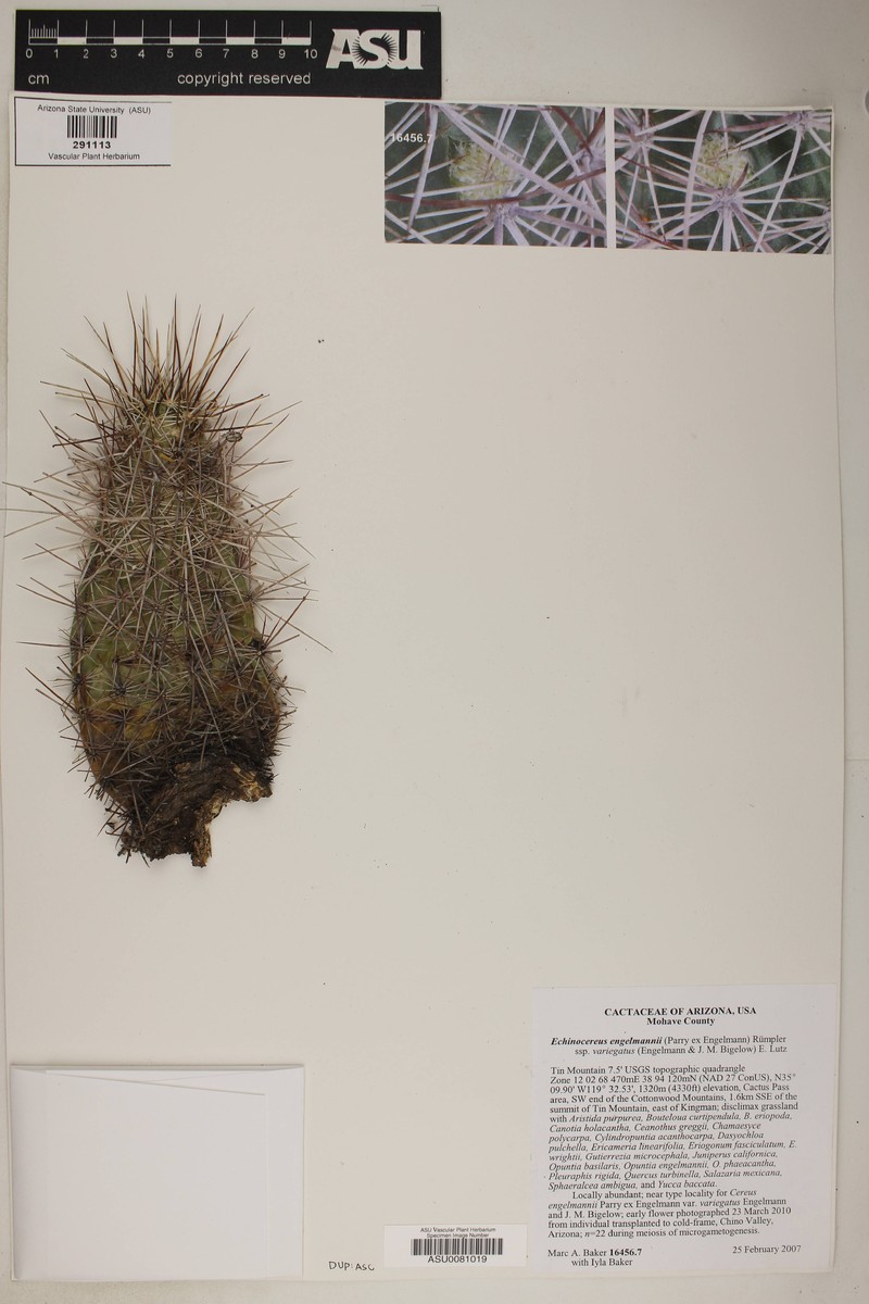 Echinocereus engelmannii var. variegatus