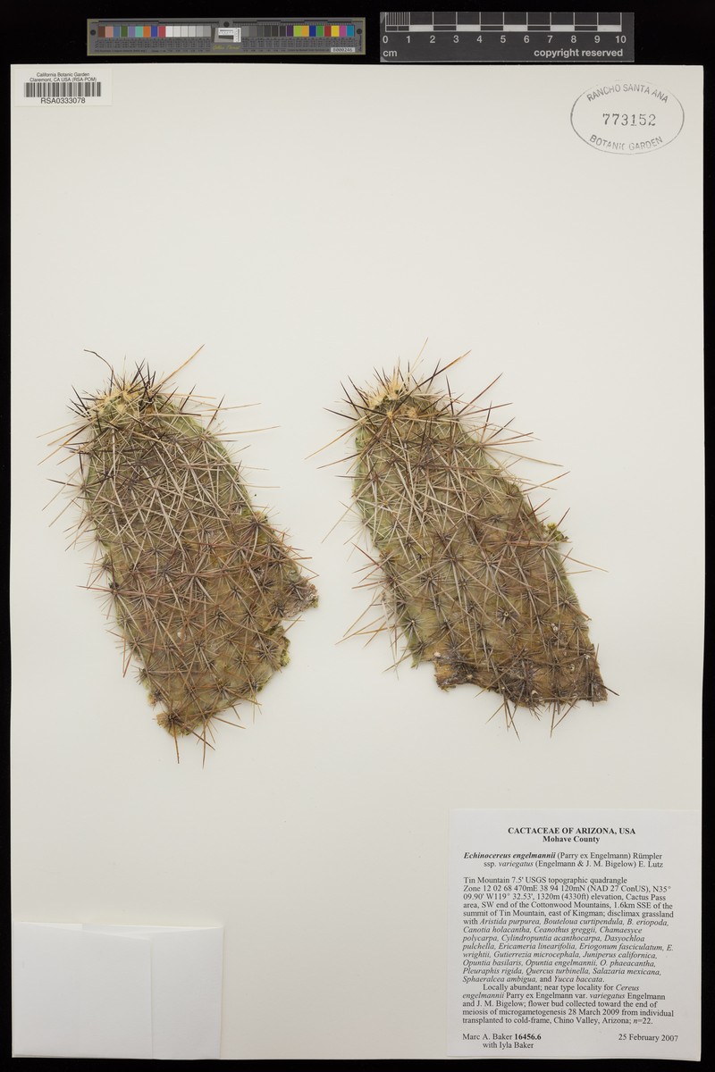 Echinocereus engelmannii var. variegatus photo 2