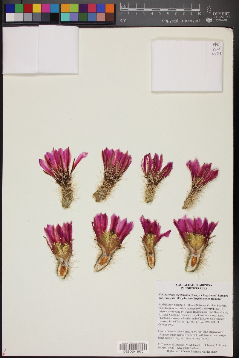 Echinocereus engelmannii var. variegatus photo 3