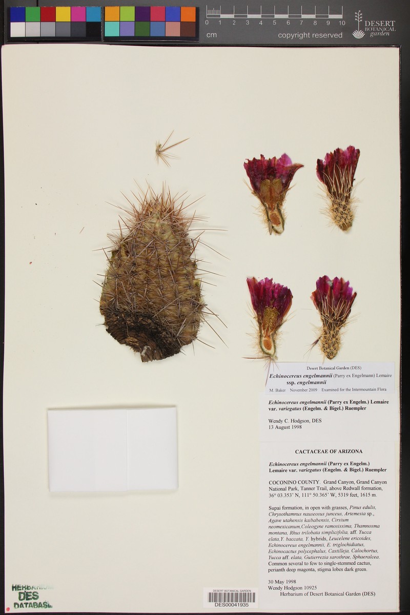 Echinocereus engelmannii var. variegatus photo 4