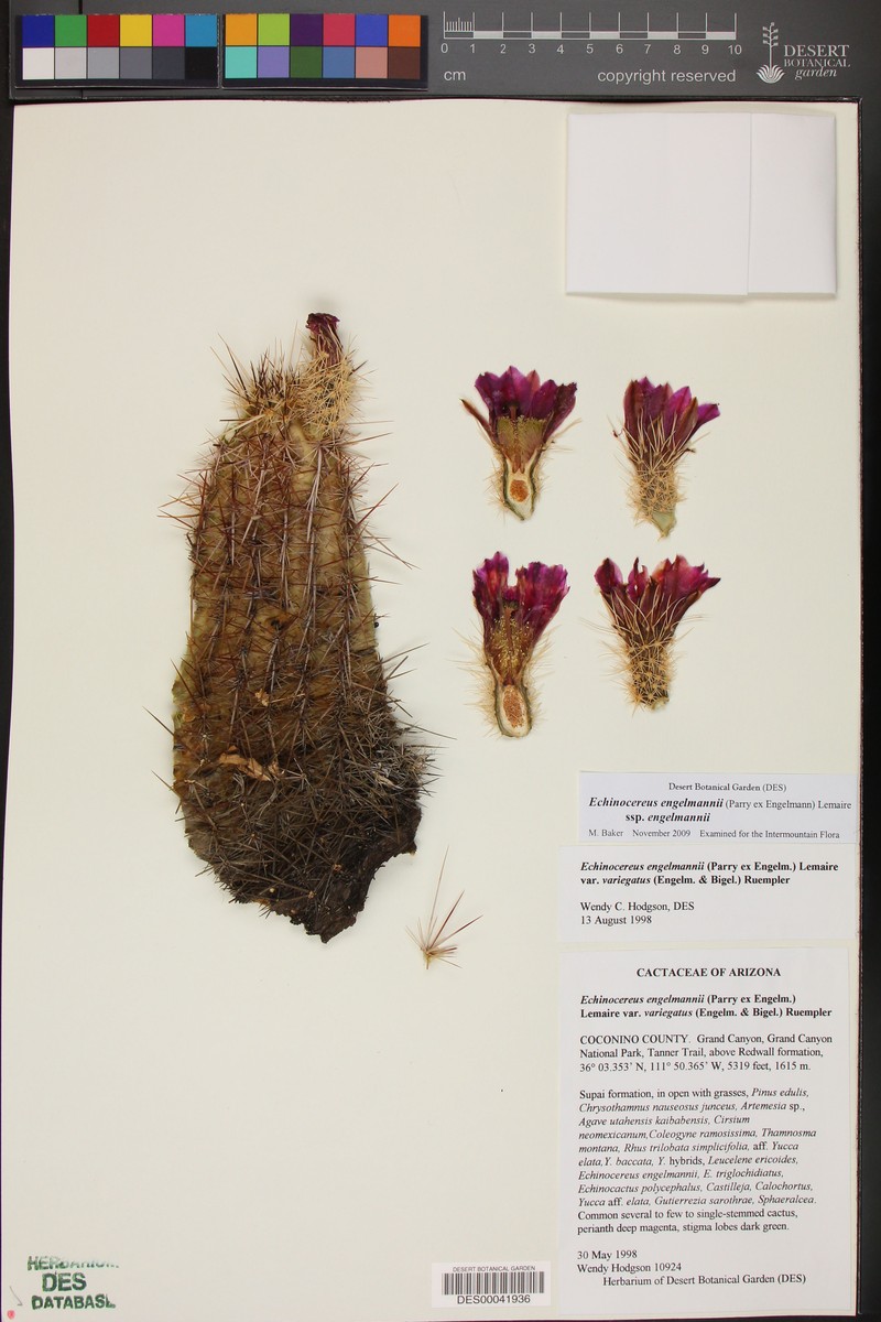Echinocereus engelmannii var. variegatus photo 5