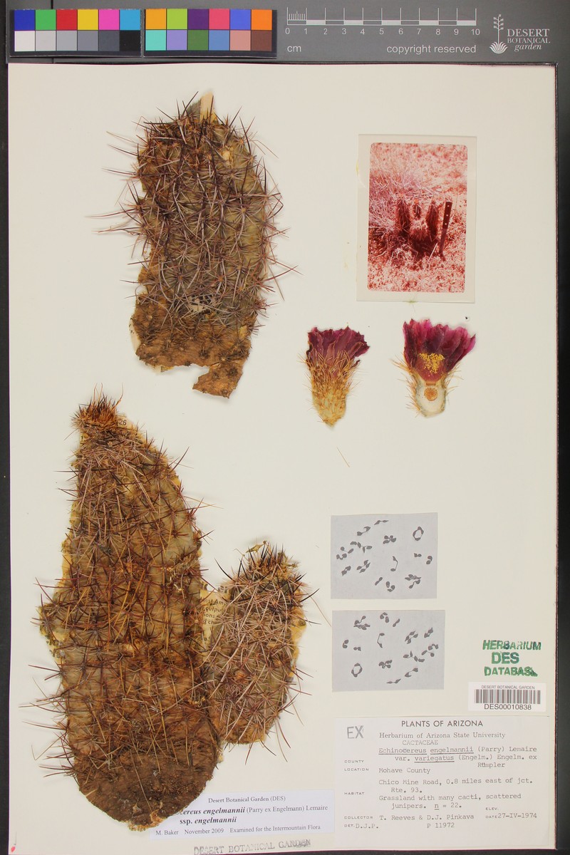 Echinocereus engelmannii var. variegatus photo 7