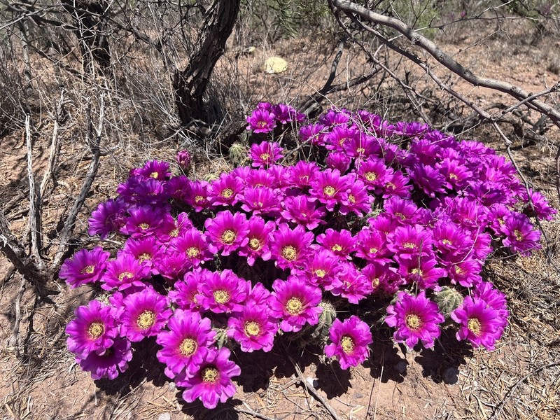 Pitaya