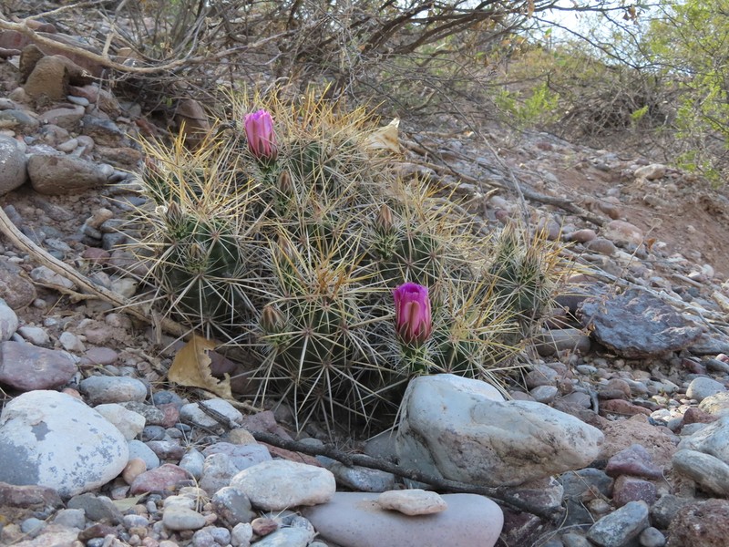 Pitaya photo 4