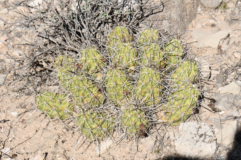 Pitaya photo 5