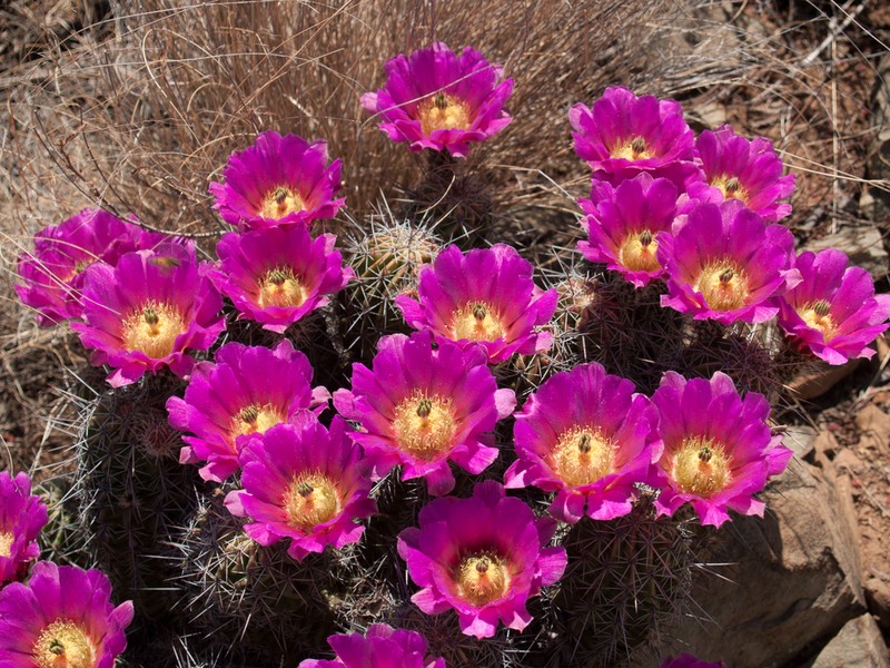 Pitaya photo 6