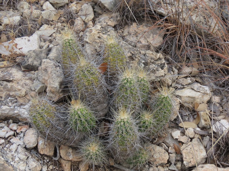 Pitaya photo 7