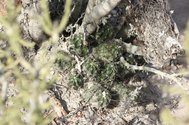 Echinocereus enneacanthus var. enneacanthus