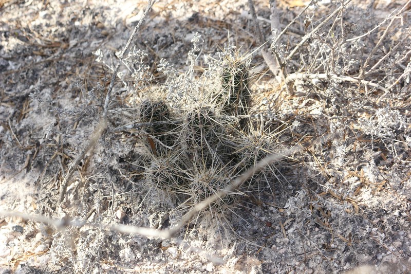 Echinocereus enneacanthus var. enneacanthus photo 2