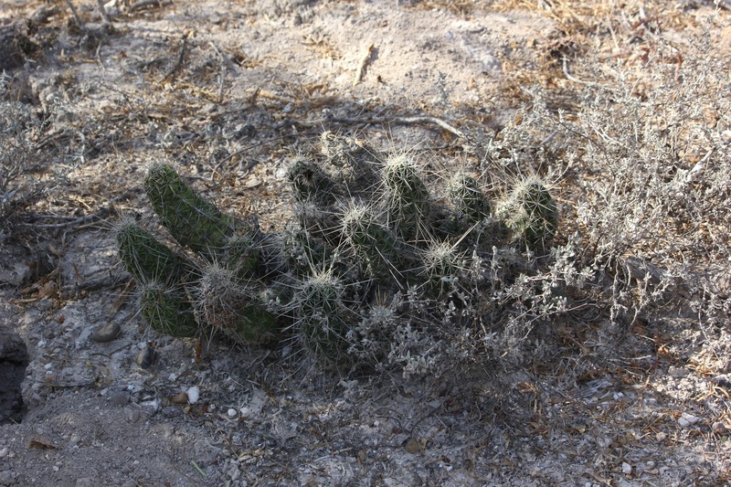 Echinocereus enneacanthus var. enneacanthus photo 3