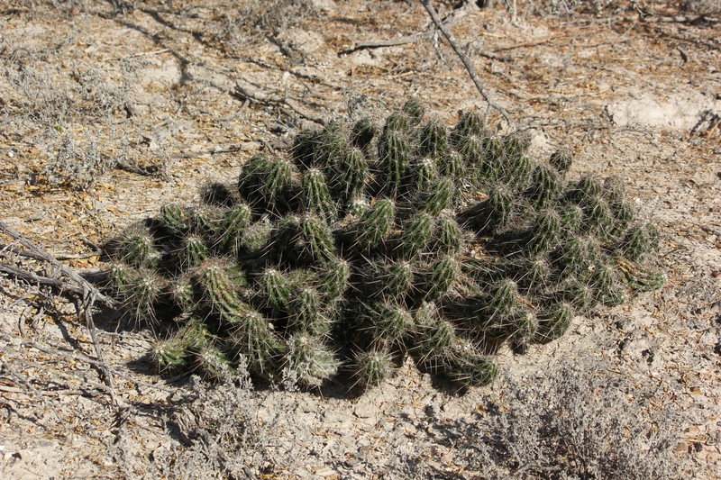 Echinocereus enneacanthus var. enneacanthus photo 4