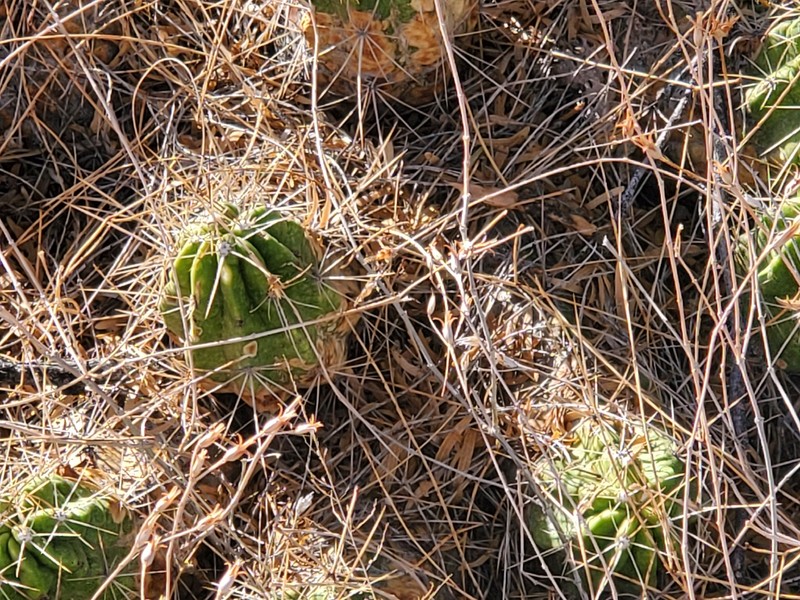 Echinocereus enneacanthus var. enneacanthus photo 5