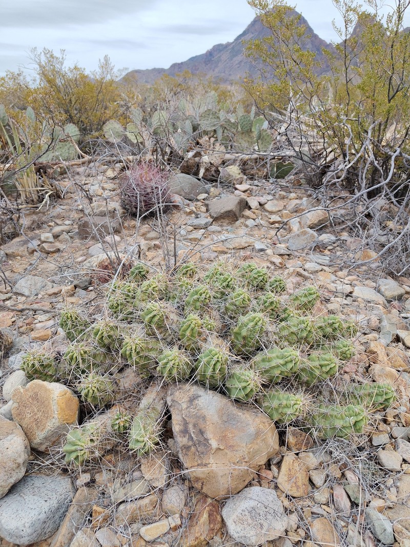Echinocereus enneacanthus var. enneacanthus photo 6