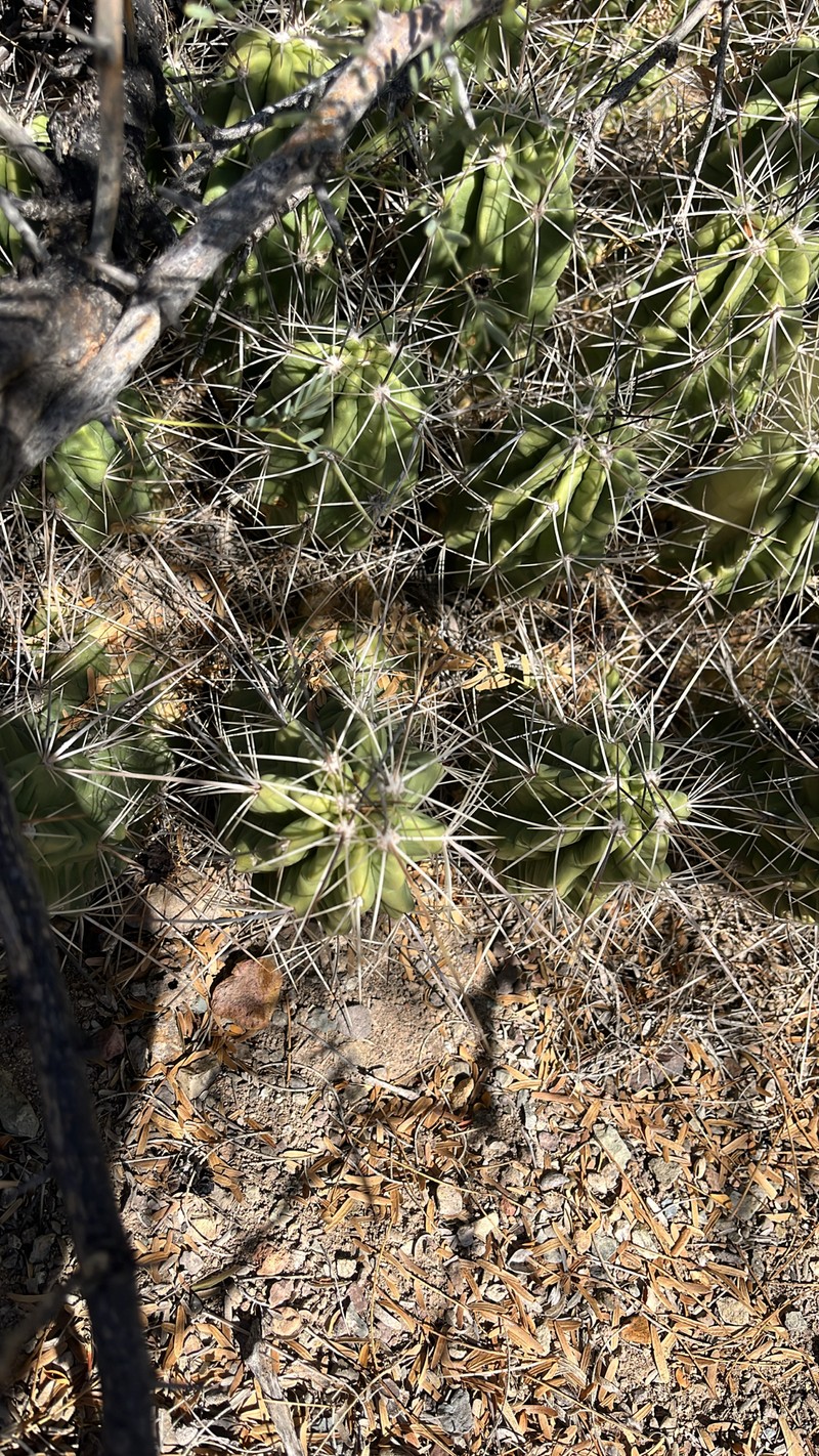 Echinocereus enneacanthus var. enneacanthus photo 7