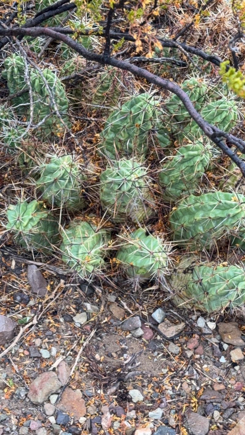 Echinocereus enneacanthus var. enneacanthus photo 8
