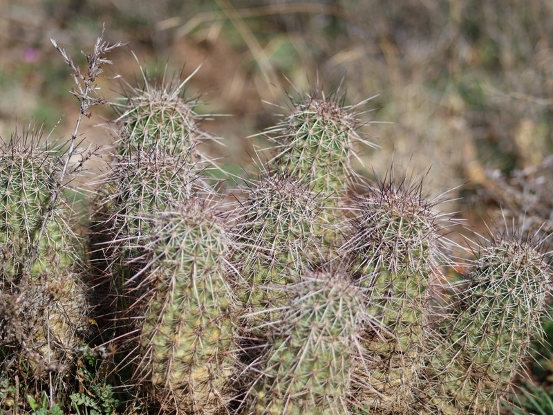 Pinkflower Hedgehog Cactus photo 2