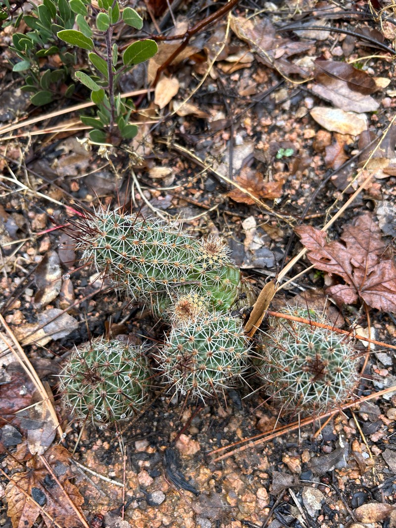 Pinkflower Hedgehog Cactus photo 4