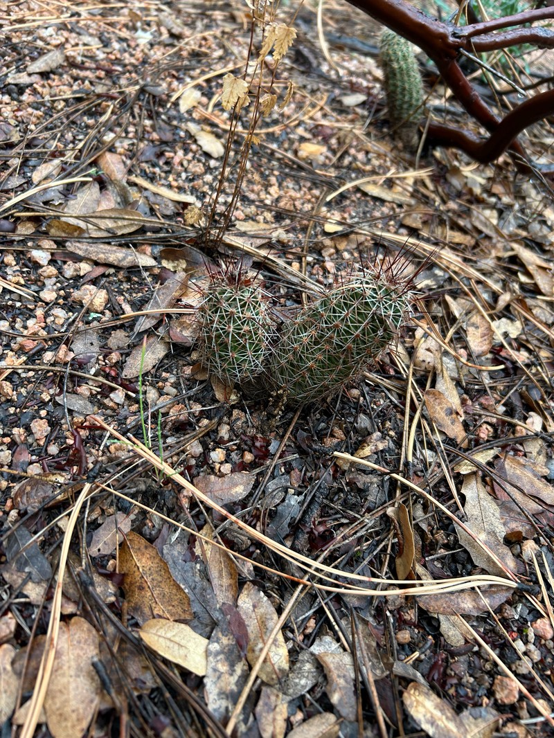 Pinkflower Hedgehog Cactus photo 5